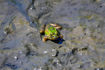 frogs in mud