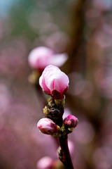 Spring blossoms, pink peach flowers.