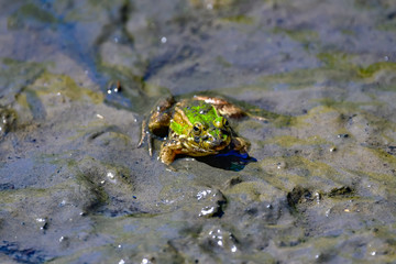 frogs in mud