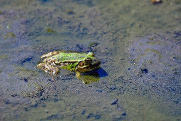 frogs in mud