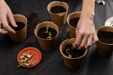 Girl plants seedlings in peat pots. Growing seedlings.