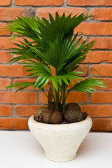 Fan plant houseplant against red brick wall