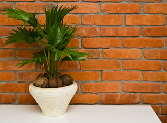 Fan plant houseplant against red brick wall