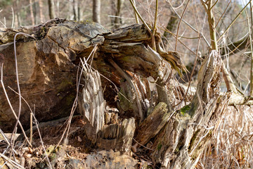 A large tree felled by beavers. Old dry tree trunk on the shore of the lake.