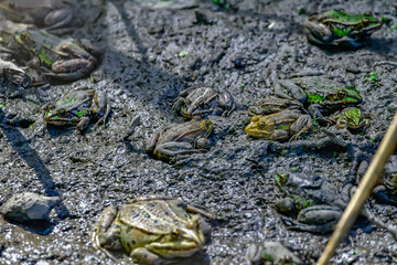 frogs in mud