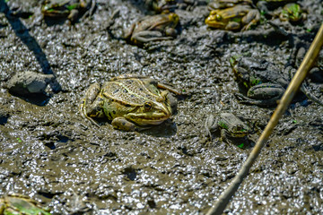 frogs in mud