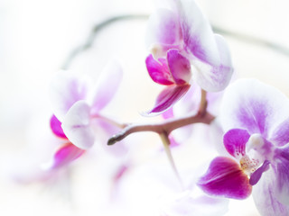 Violett blühende Orchidee vor weißen Hintergrund