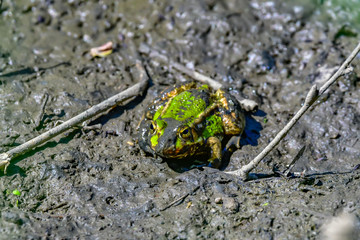 frogs in mud