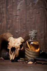 Vintage witchcraft still life with snake cobra and skull.