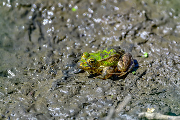 frogs in mud