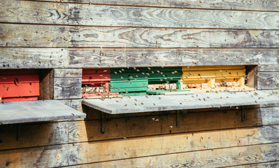 Bees hive: Flying to the landing boards