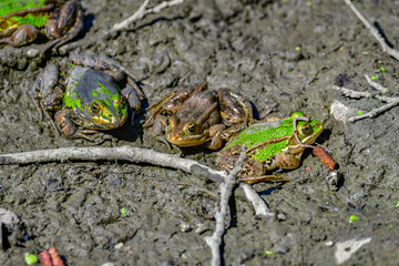 frogs in mud