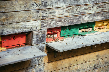 Fototapeta na wymiar Bees hive: Flying to the landing boards