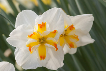orange tip daffodil pair