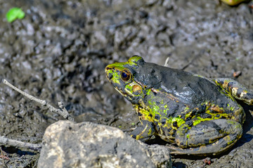 frogs in mud