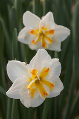orange tip daffodil duo