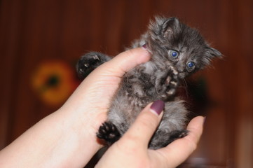 cropped view of woman holding dark small kitten in shelter