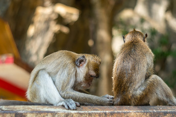 Asia monkey wildlife, Care and family concept