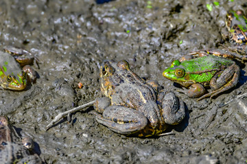 frogs in mud