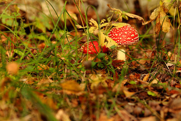 Two small fly agarics hiding under the leaves.