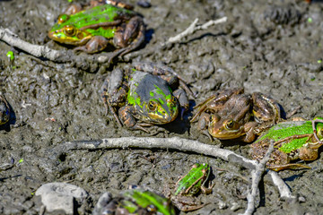 frogs in mud
