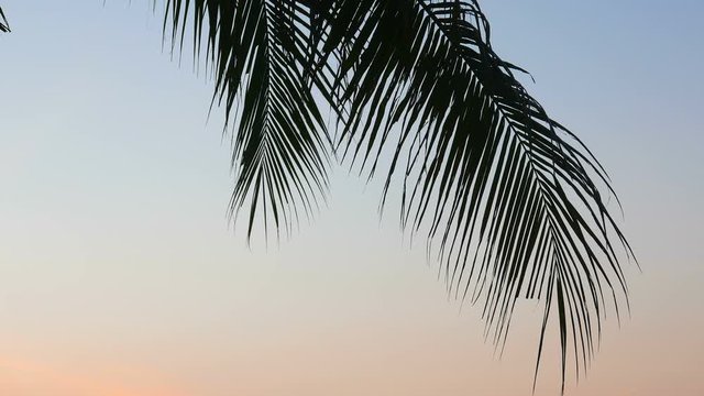 Palm leaves blowing in the breeze during sunset