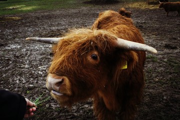 Cow