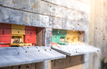 Obraz premium Bees hive: Flying to the landing boards