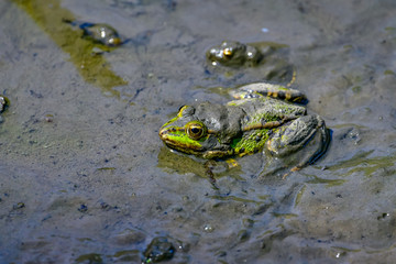 frogs in mud