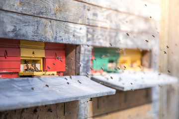 Obraz premium Bees hive: Flying to the landing boards