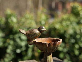 Obraz premium Watering for birds