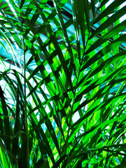 the leaves of the palm branch close