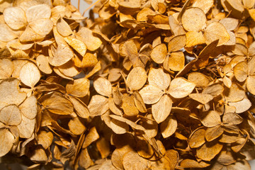 dry leaf isolated on white background