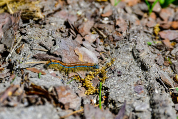 Fototapeta na wymiar caterpillar on the ground