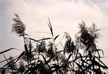 Flowering reeds against the sky
