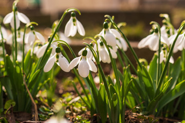 Fototapeta premium Snowdrops, first spring flower in a sun light. selective focus.