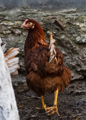 red chicken turned around and looking into the camera
