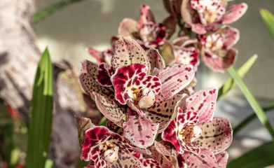 colorful orchid blossom