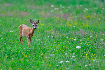 deer in the field