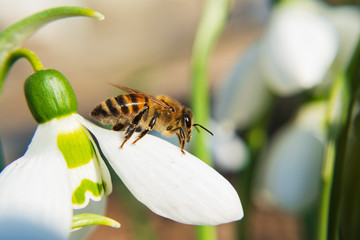 Fototapeta premium Closeup of a bee on a white snowdrop.