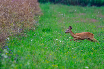 deer in the field