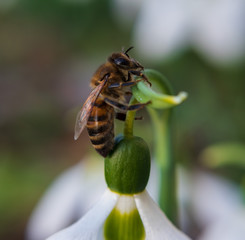 Closeup of a bee on a white snowdrop.