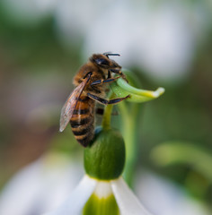 Closeup of a bee on a white snowdrop.
