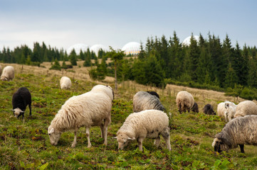 Obraz na płótnie Canvas Mountain landscape with herd of sheep graze on green pasture in the mountains. Young white and brown sheep graze on the farm.
