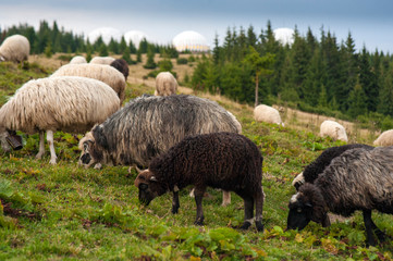 Obraz premium Mountain landscape with herd of sheep graze on green pasture in the mountains. Young white and brown sheep graze on the farm.