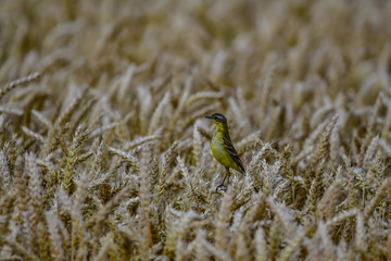 skylark in cornfield