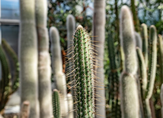 cactus in sunlight