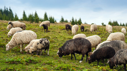 Obraz premium Mountain landscape with herd of sheep graze on green pasture in the mountains. Young white and brown sheep graze on the farm.