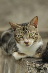 Cat's face 