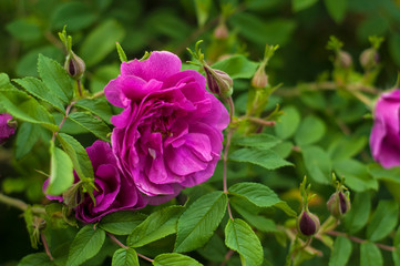 Pink roses with buds on a background of a green bush in the garden. Beautiful pink flowers in the summer garden. Bush of purple roses close up.